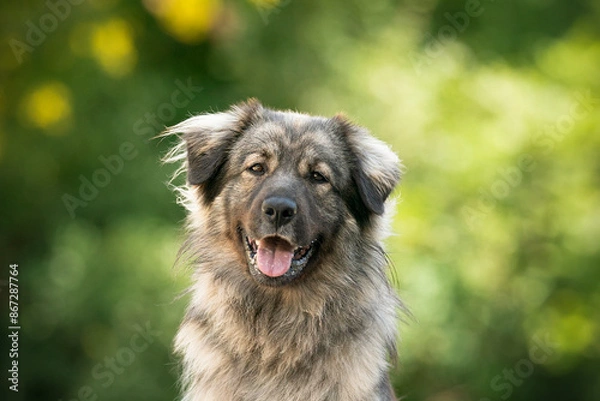 Fototapeta Karst Shepherd dog breed at the summer