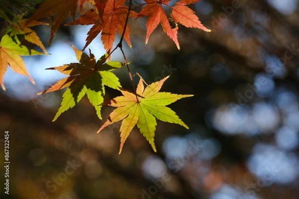 Obraz 色づく紅葉