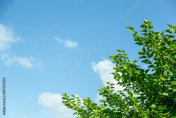 Obraz 夏の青空と青々とした草木