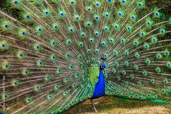Obraz Peacock with full feather display.