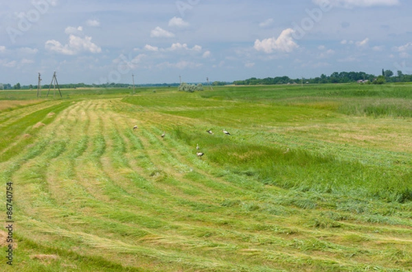 Fototapeta Mowed hay with storks on a water-meadow in Ukraine at summer time