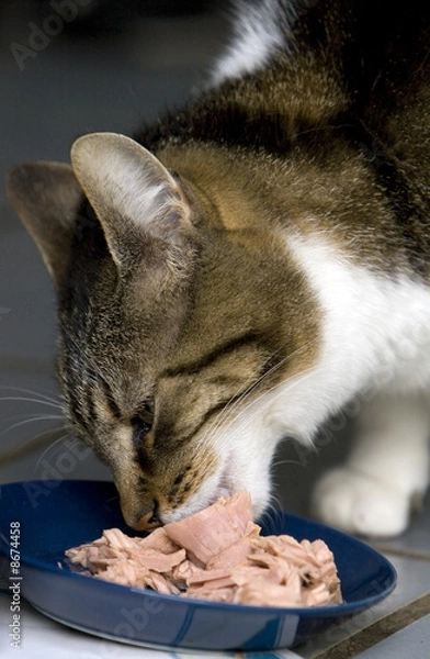 Obraz Nakarmić kota