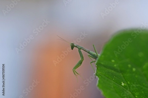 Obraz grasshopper on a leaf