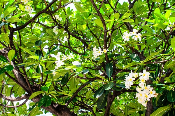 Obraz Frangipani Tree
