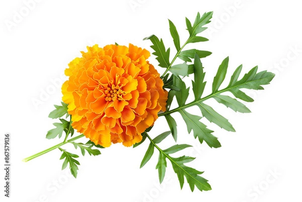 Fototapeta Vibrant marigold flower with green leaves isolated on a white background, showcasing its bright orange petals and detailed foliage.