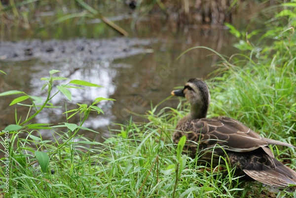 Fototapeta 横浜, せせらぎ公園の野生の鴨