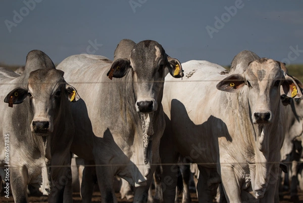 Obraz bulls in the field (feedlot)
