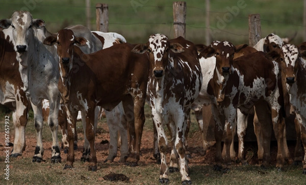 Obraz cows grazing in a field