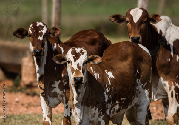 Obraz Paint Nellore calfes  on the farm