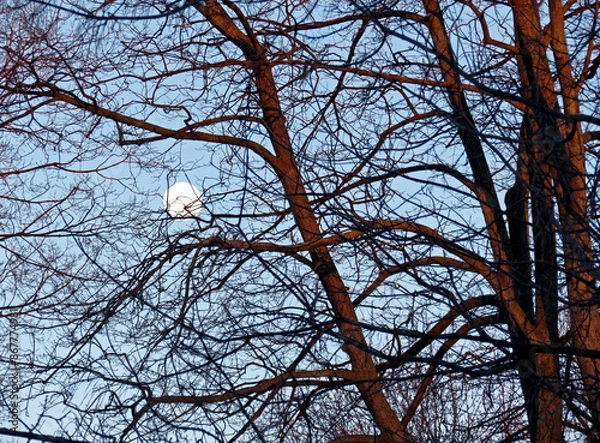 Obraz The full moon seen through the winter trees.