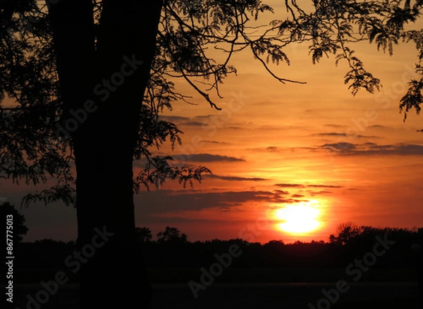 Obraz Trees silhouetted against an orange sunset.