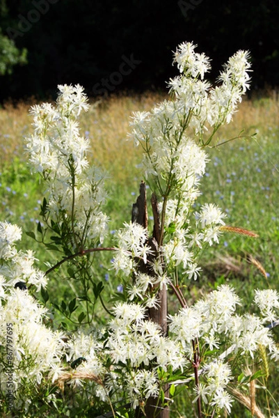 Fototapeta Jasmine, a genus of shrubs and vines in the olive family of Oleaceae