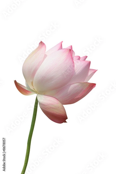 Fototapeta Lotus flower isolated on white background