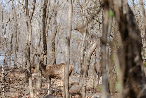 Fototapeta deer in the woods