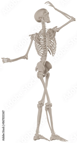 Fototapeta skeleton posing 3d render illustration with transparent background