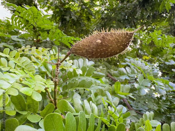 Fototapeta Paubrasilia echinata with fruits.  Also called Pau-brasil, translated into English as Brazilwood the symbol tree of Brazil, a native plant from the Atlantic Forest Brazil.