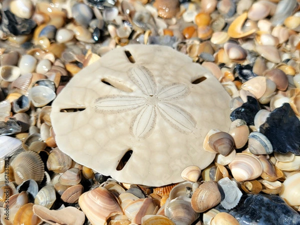 Obraz Sand dollar washed up on a shell covered Florida beach. 