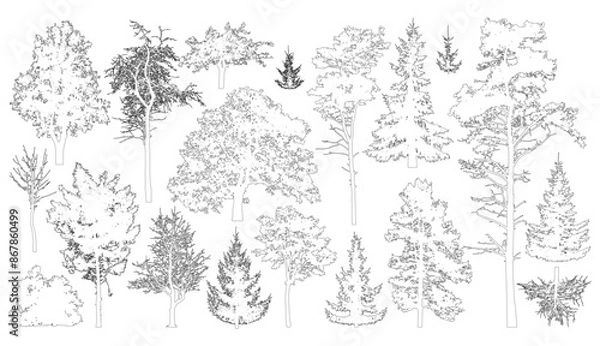 Fototapeta Set of coniferous and deciduous trees for architecture and landscape design, line drawing, contour. Vector illustration