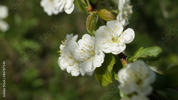 Obraz Природа