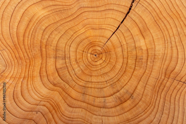 Fototapeta Rings on a yew tree trunk. Pattern in nature