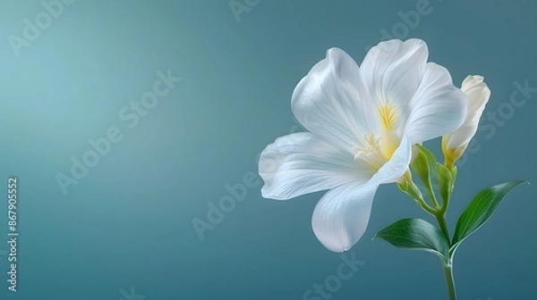 Obraz A single freesia with a minimalist design against a simple background. List of Art Media Minimalist realistic
