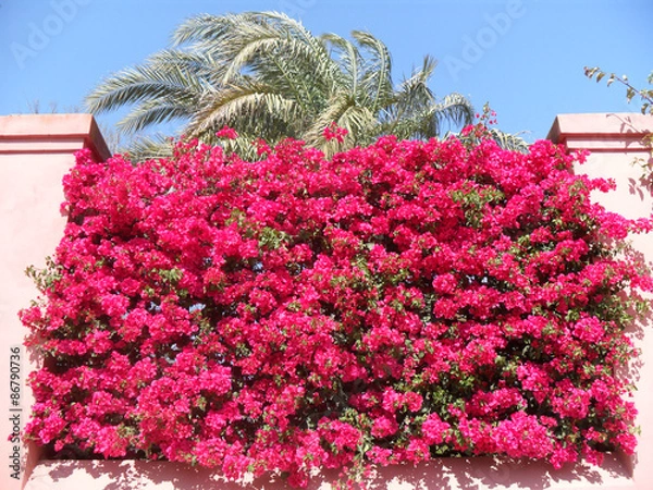 Obraz Massif de fleurs roses