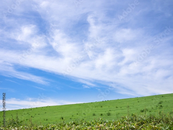 Obraz 牧草地の丘