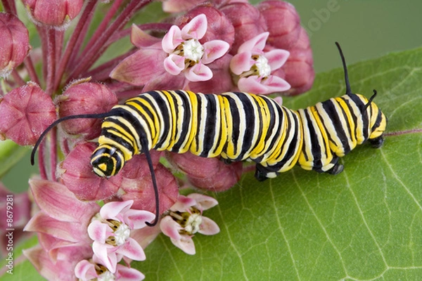 Obraz Monarch Caterpillar na Milkweed C