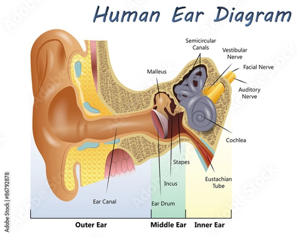 Obraz Human Ear Diagram