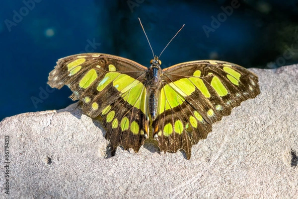 Obraz European swallowtail ready for take off