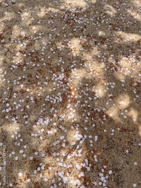 Obraz cherry tree petal