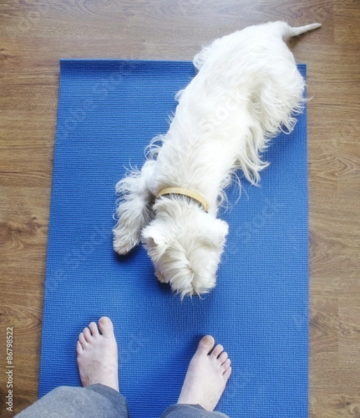 Obraz Dog on yoga mat
