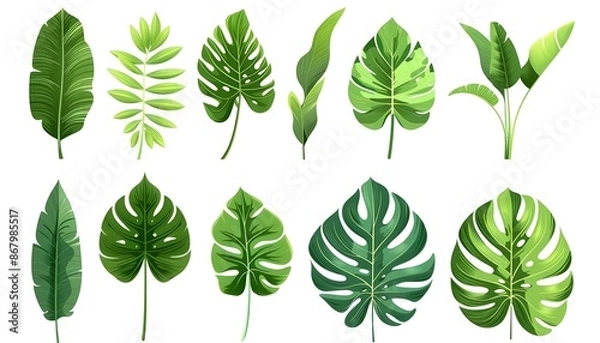 Fototapeta Set of tropical leaves. Different green leaf collection
