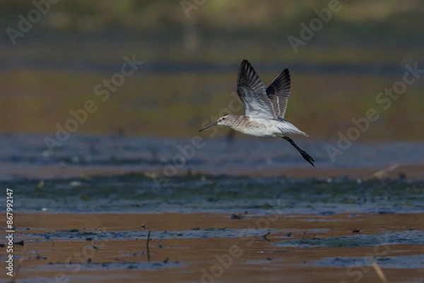 Fototapeta Stilt Sandpiper
