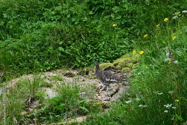 Fototapeta 北アルプスの絶滅危惧種の雷鳥
