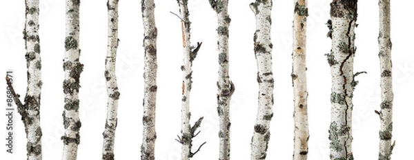 Obraz Pnie brzozy na białym tle