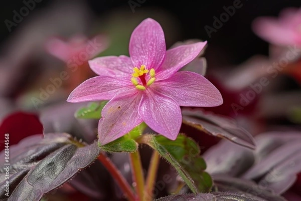 Obraz Single flower oxalis