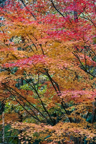 Obraz autumn in the forest