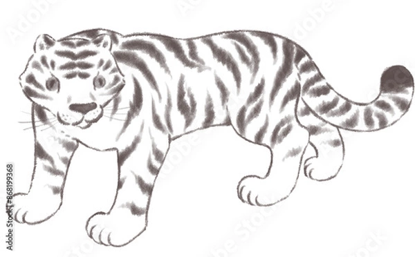 Fototapeta こちらを見つめるホワイトタイガー