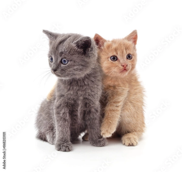 Obraz Two small kittens.