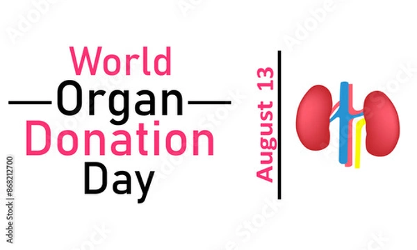Fototapeta World Organ Donor Day. Vector graphics on a white background. Kidneys on a white background, August 13