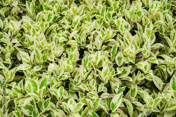 Obraz Green leaves background