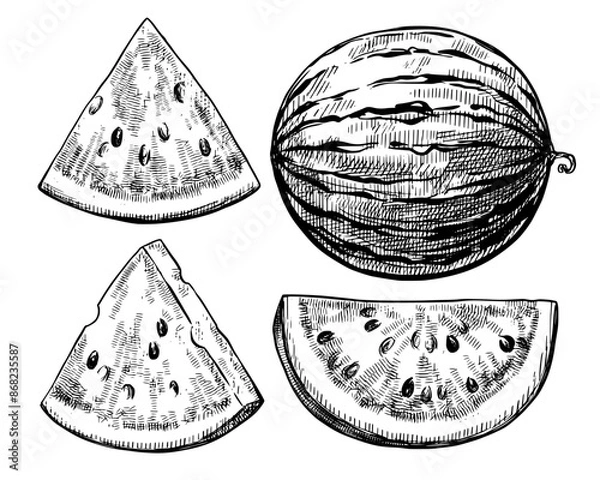 Obraz Watermelon vintage vector food sketch drawing