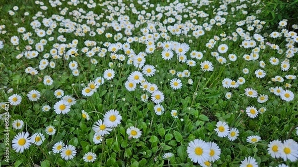 Fototapeta daisy field background close up