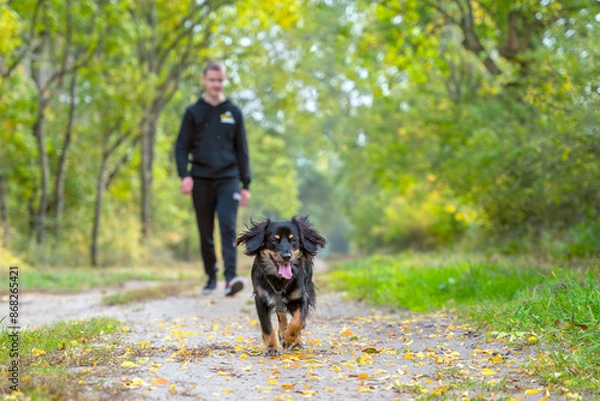 Obraz Spacer z psem po leśnej drodze  drodze  