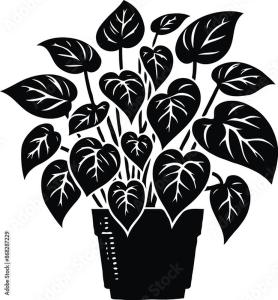 Fototapeta Pothos on pot