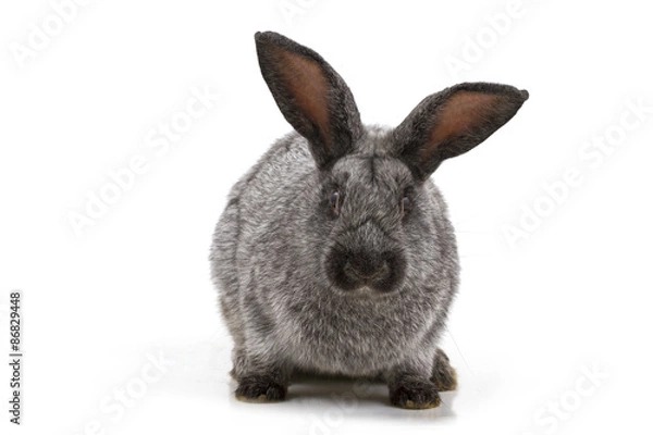 Obraz rabbit on a white background