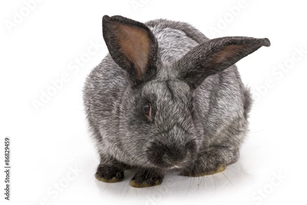 Obraz rabbit on a white background