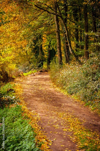 Fototapeta Fageda d'en Jordà beech forest, in autumn (Garrotxa, Catalonia, Spain, Pyrenees)