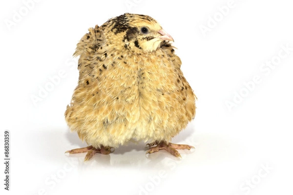 Obraz quail on a white background